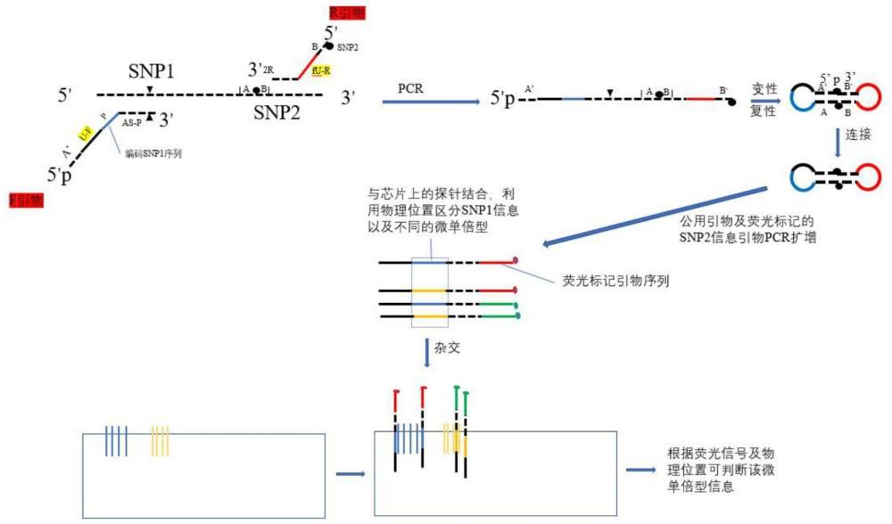 一種微單倍型的檢測分型方法