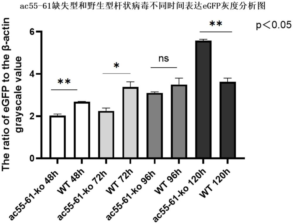 一種重組桿狀病毒表達(dá)載體的構(gòu)建方法及其產(chǎn)品和應(yīng)用