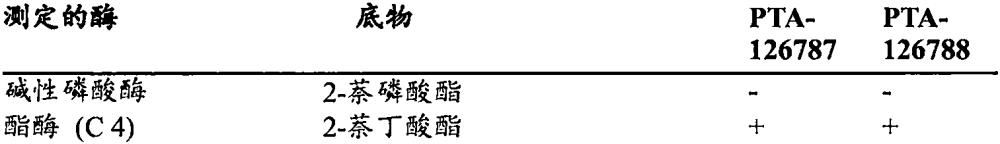 益生菌乳酸桿菌菌株組合物及其包括用于腸漏和炎癥的應用的制作方法