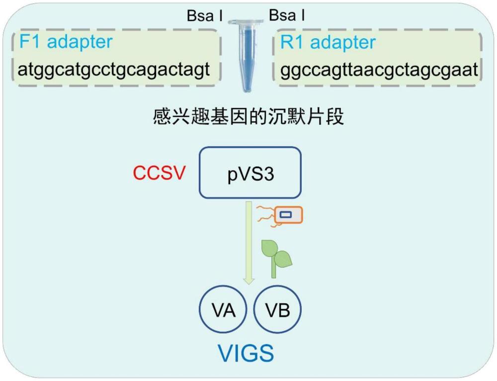 一種植物病毒載體及其應(yīng)用