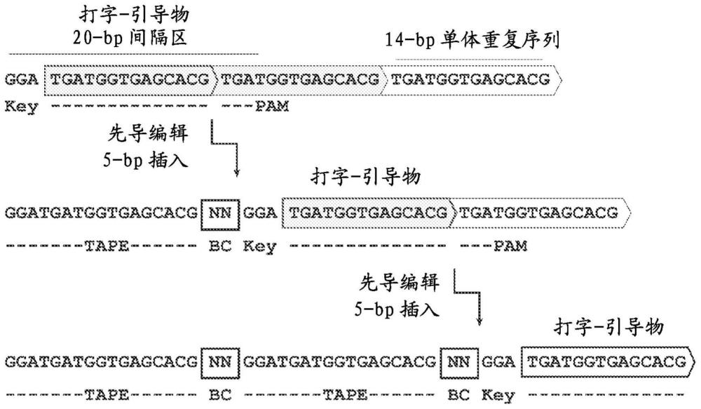 多重時間分辨分子信號記錄器及相關(guān)方法