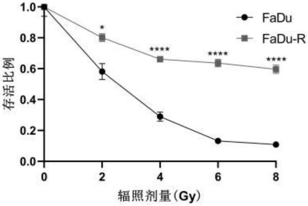 人头颈鳞状细胞癌的放疗抵抗细胞株及其构建方法和应用