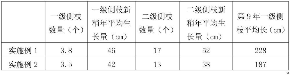 一种榉树幼龄期母树林丰产树形整形修剪方法与流程