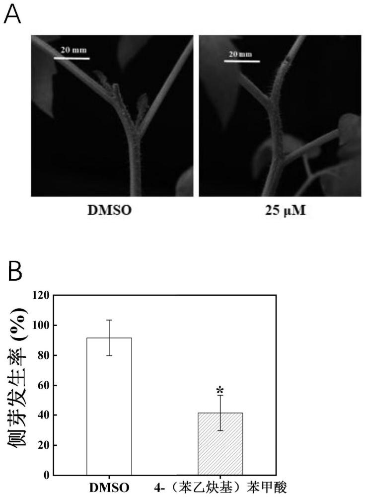4-（苯乙炔基）苯甲酸在抑制番茄侧芽萌发生长中的应用