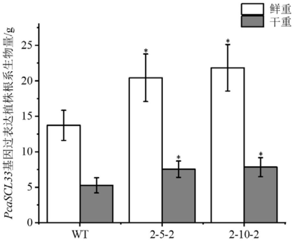 一種青楊根系生長(zhǎng)相關(guān)基因PcaSCL33及其應(yīng)用的制作方法