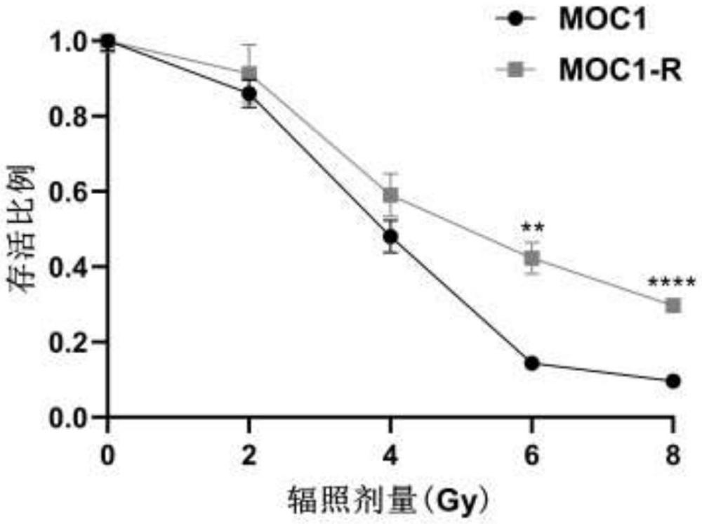 小鼠口腔鱗狀細(xì)胞癌的放療抵抗細(xì)胞株及其構(gòu)建方法和應(yīng)用