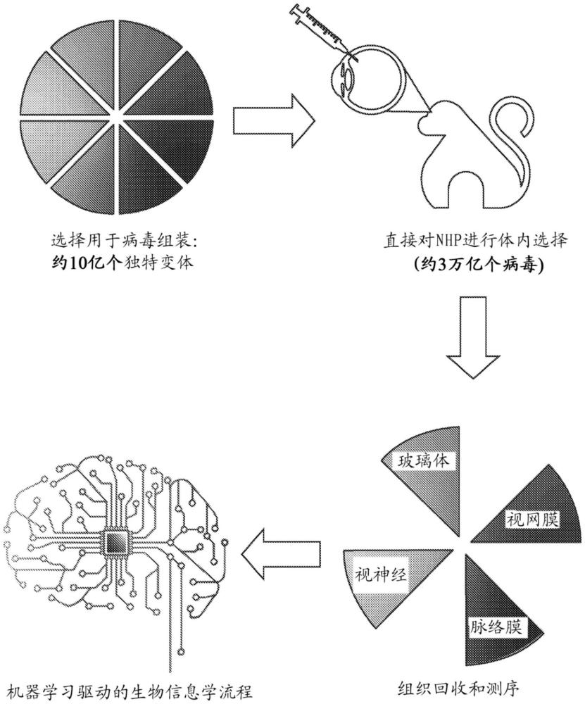 用于玻璃體內(nèi)施用的功能性AAV衣殼的制作方法