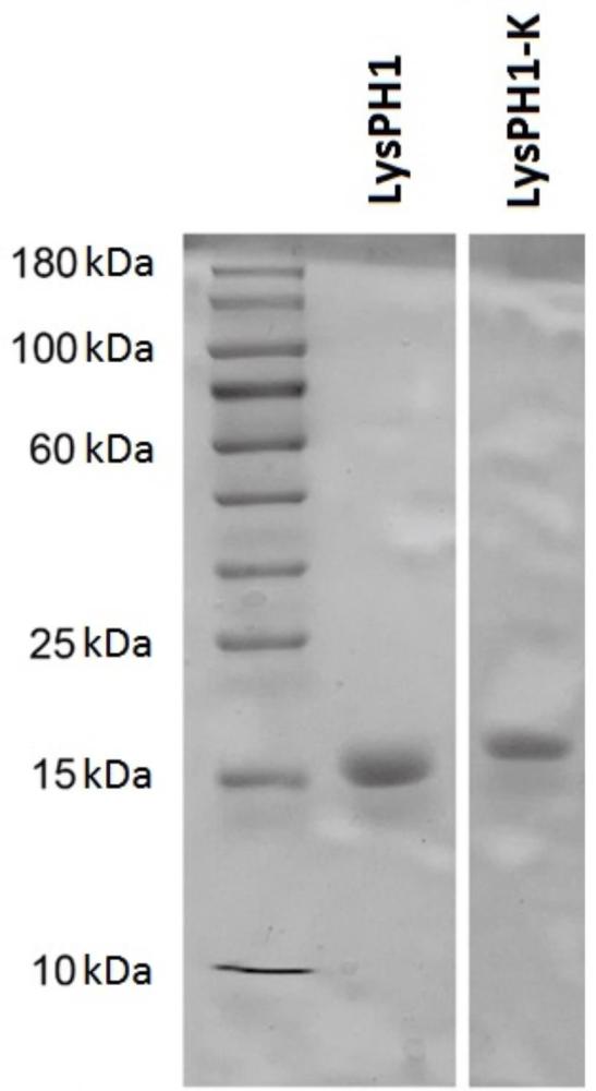 具有廣譜裂解活性的肽聚糖水解酶LysPH1及其突變體和應(yīng)用