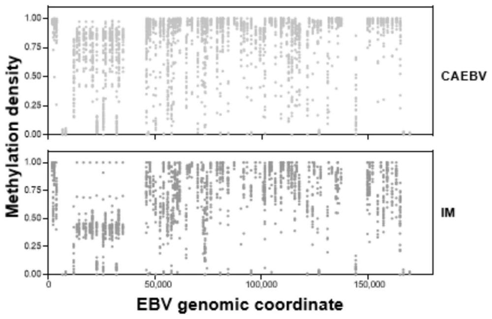 用于檢測CAEBV和IM的EB病毒基因組差異甲基化基因的物質(zhì)、試劑盒及其應(yīng)用