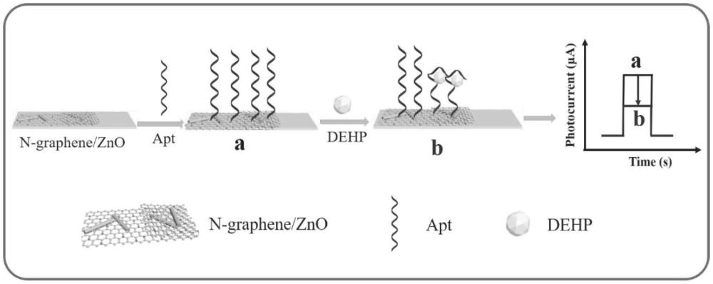 用于檢測DEHP的光電化學(xué)生物傳感器及其制備方法和應(yīng)用