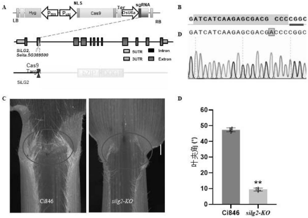 Silg2蛋白在調(diào)控谷子葉夾角中的應(yīng)用