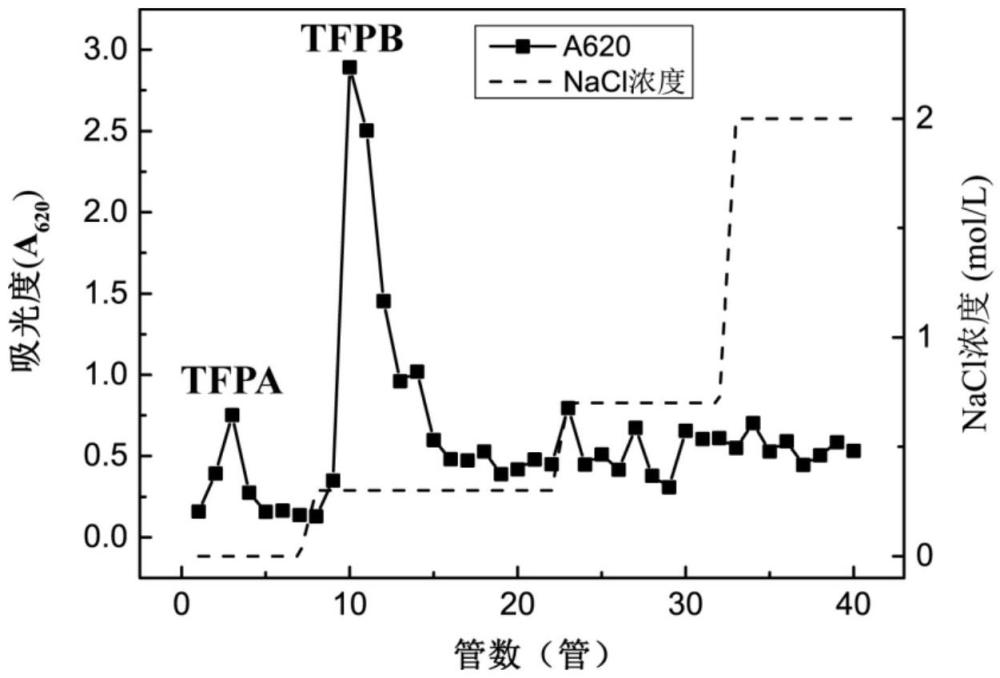 一種銀耳孢子胞外多糖及其制備方法與應(yīng)用