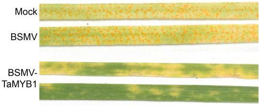 一種調(diào)控小麥真菌病害抗性的TaMYB1基因、TaMYB1蛋白及其應(yīng)用和獲取方法