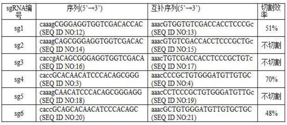 一種靶向編輯豬HNF1A基因的sgRNA及其應(yīng)用