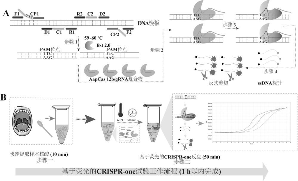 一種用于核酸檢測(cè)的CRISPR介導(dǎo)的單管一步法檢測(cè)方法與流程