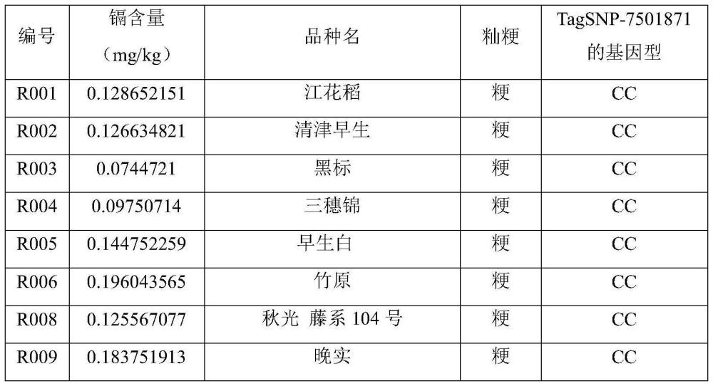 水稻籽粒鎘含量相關(guān)基因YZCd1的SNP分子標(biāo)記的應(yīng)用