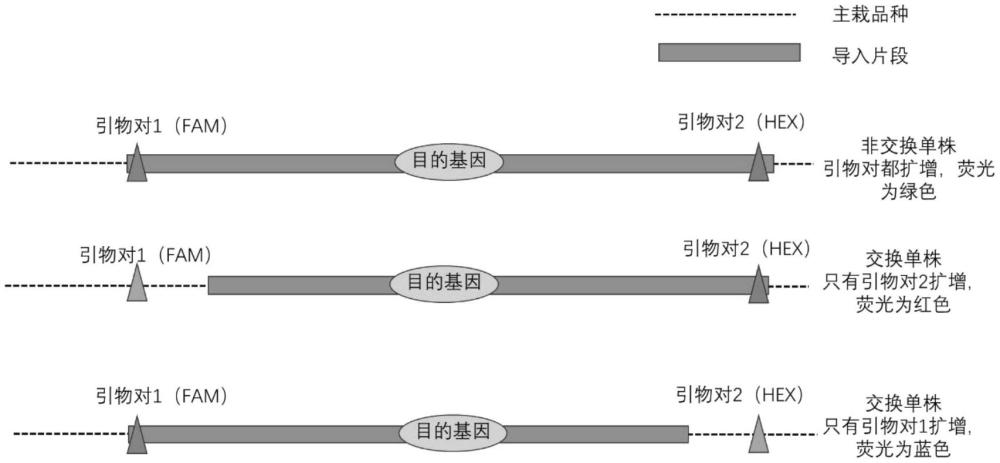 鑒定生物體中外源導(dǎo)入片段是否縮短的方法及其應(yīng)用與流程