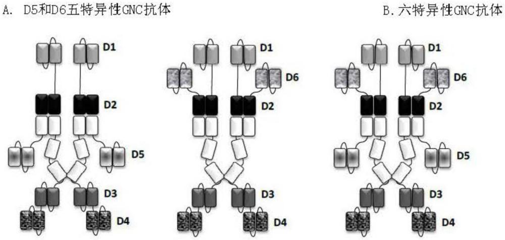 制導(dǎo)和導(dǎo)航控制蛋白及其制備和使用方法與流程