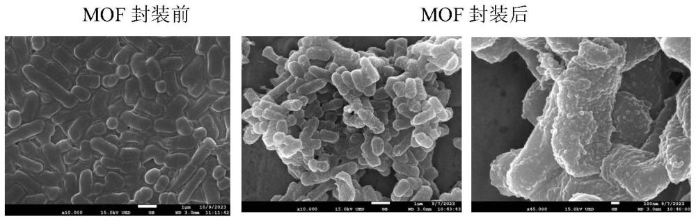 一種利用金屬有機骨架封裝益生菌的方法