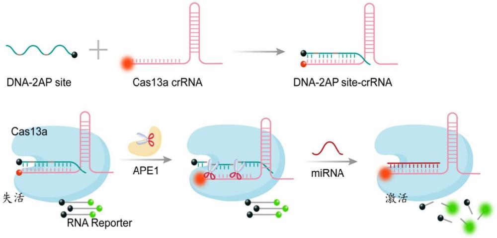 基于CRISPR-Cas13a系統(tǒng)的APE1酶和miRNA雙通道檢測試劑盒及應用