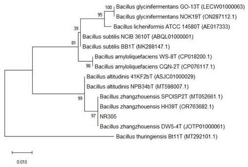 一種漳州芽孢桿菌（Bacillus zhangzhouensis）NR305菌株和菌懸液及應(yīng)用的制作方法