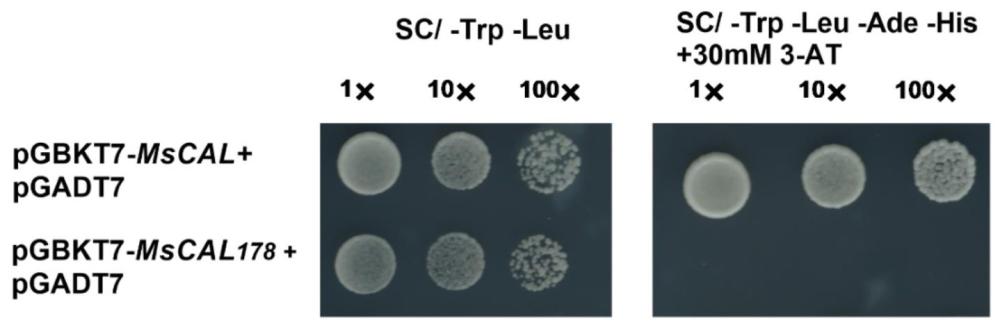 一種紫花苜蓿MsAP1基因、及其應(yīng)用