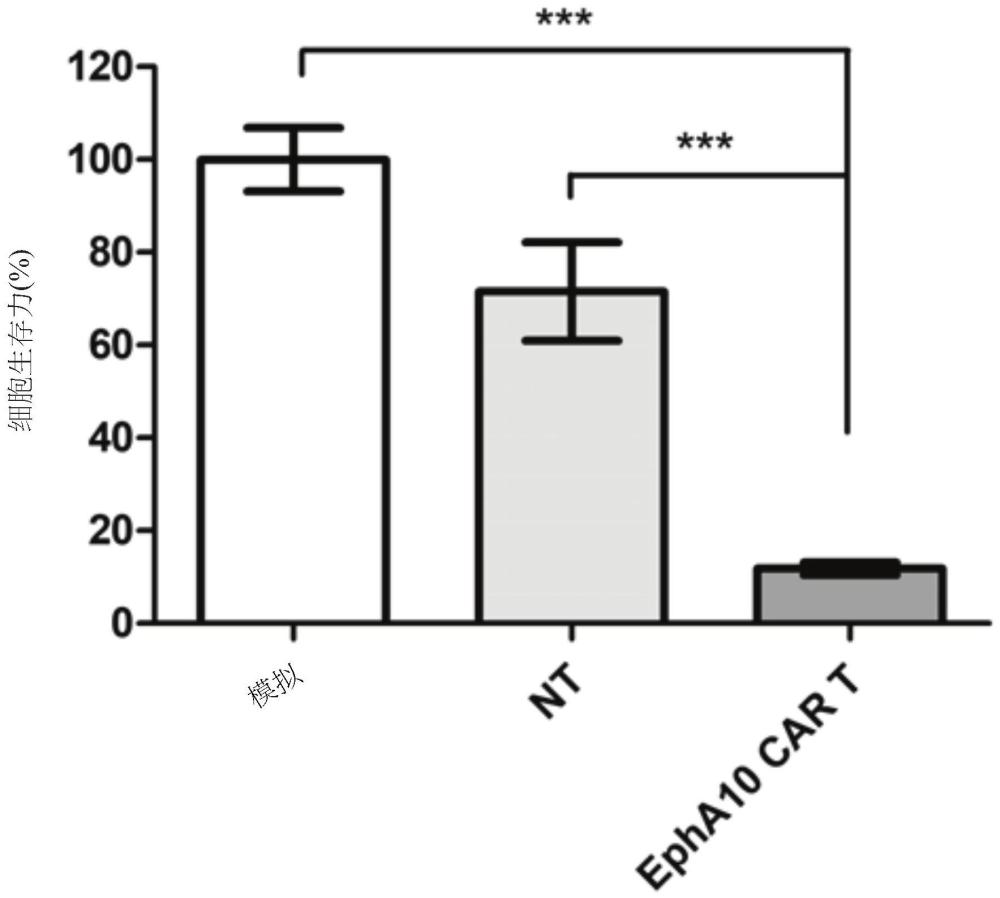EPHRIN A型受體10特異性抗體、表現(xiàn)其之嵌合抗原受體T細(xì)胞及其應(yīng)用的制作方法