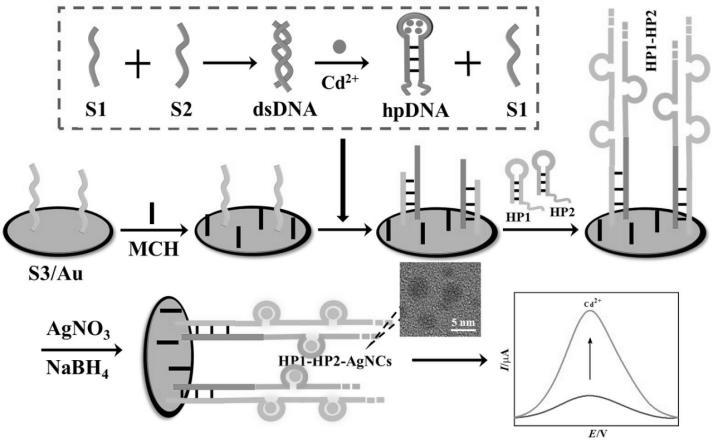 一種基于雜交鏈?zhǔn)椒磻?yīng)和金屬納米簇檢測(cè)鎘離子的電化學(xué)方法