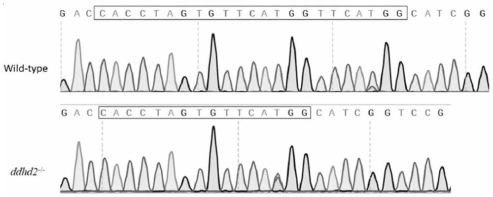 一種ddhd2基因突變的斑馬魚模型的構(gòu)建方法及其應(yīng)用
