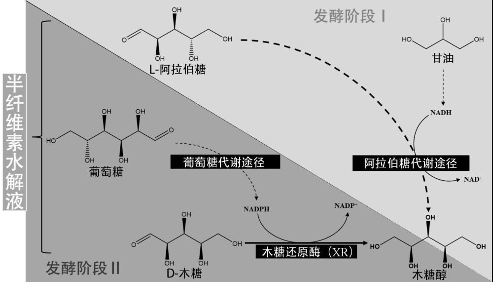 一种利用半纤维素水解液两段式生物法生产木糖醇的方法与流程