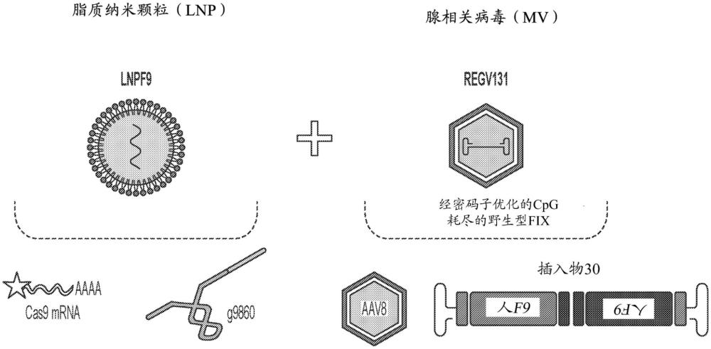 表達(dá)用于B型血友病療法的因子IX的組合物和方法與流程