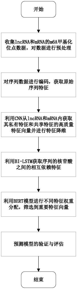 基于域分离网络的lncRNA m6A甲基化位点预测网络模型确定方法及预测方法