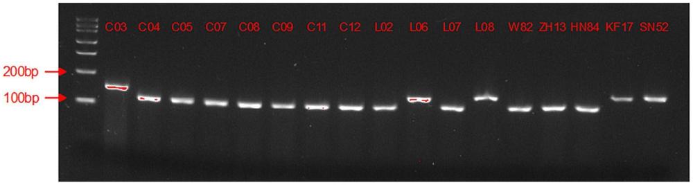 與大豆花葉病毒病相關(guān)的InDel分子標記組合、引物組、檢測試劑盒和應用