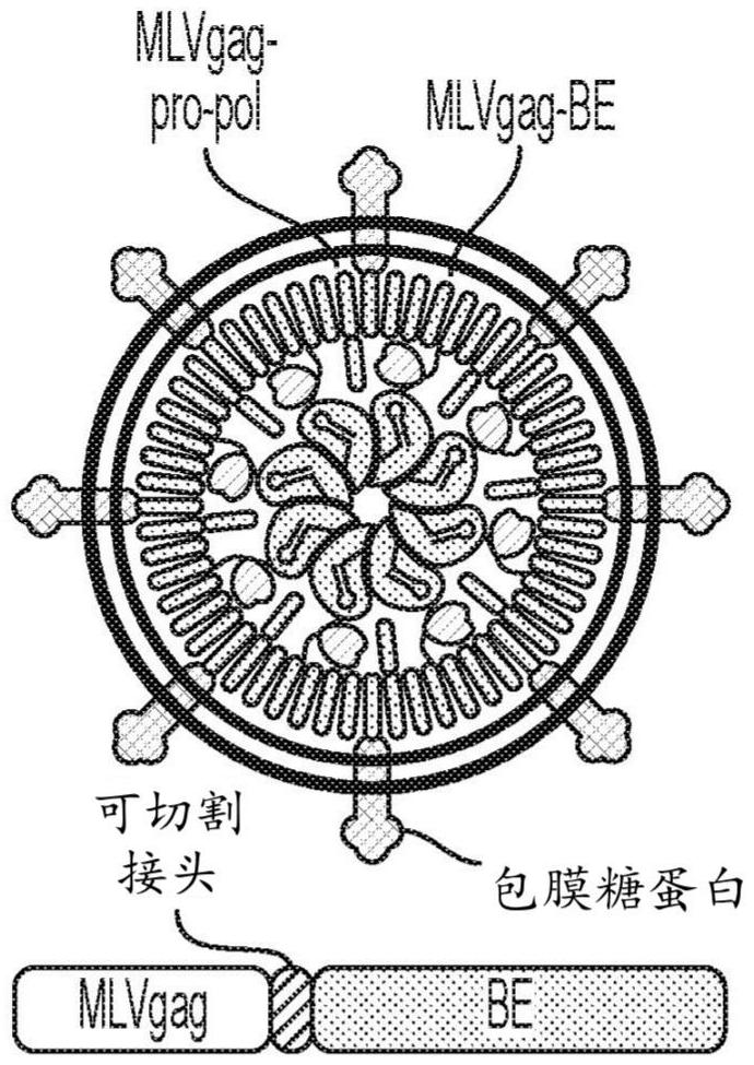 用于有效體內遞送的組合物和方法與流程