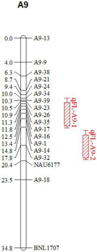 一種與陸地棉纖維長(zhǎng)度主效QTL緊密連鎖的InDel分子標(biāo)記及其應(yīng)用