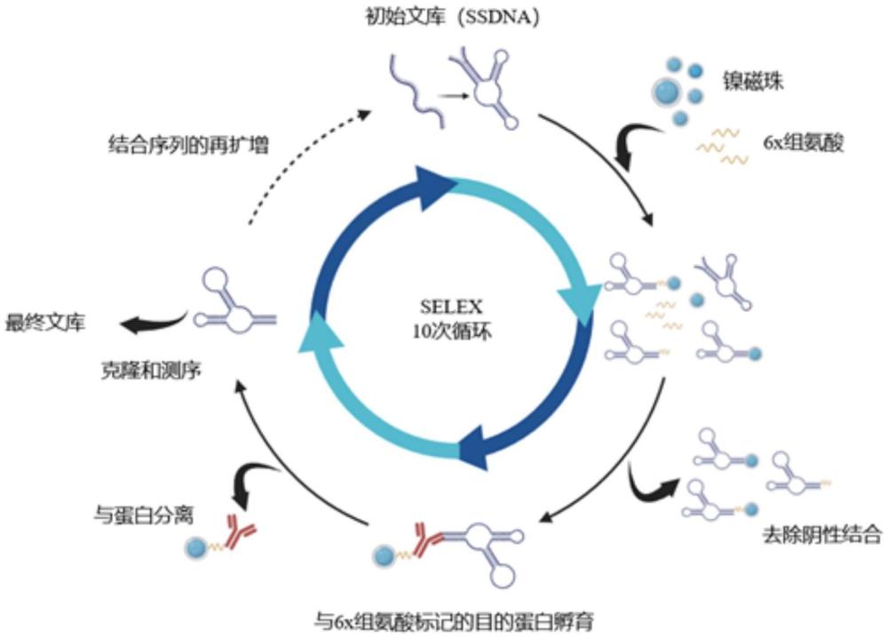 骨关节炎早期生物标志物软骨酸性蛋白靶向适配体及其构建方法