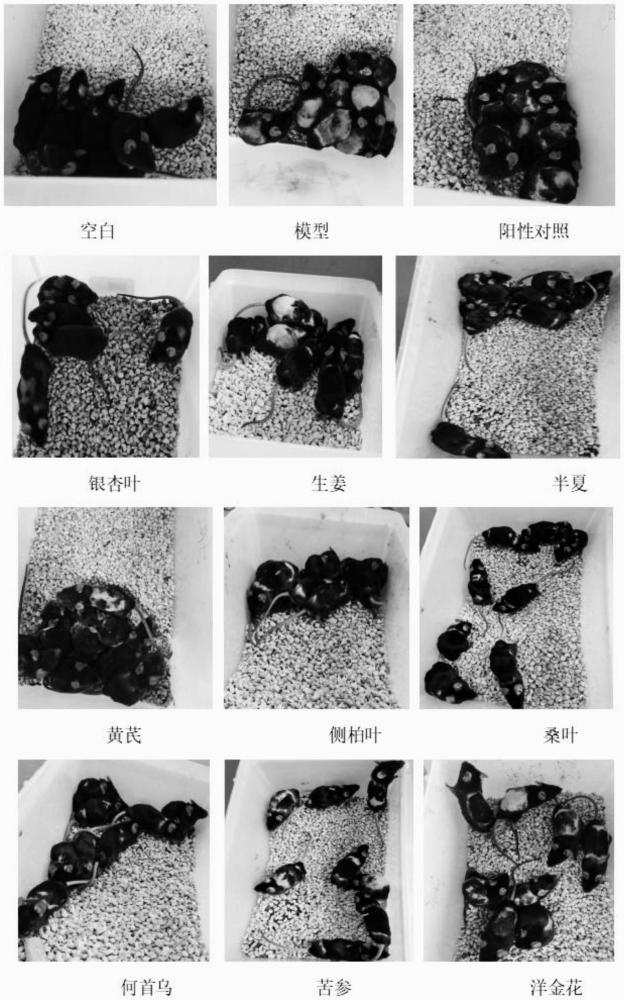 一种中药提取物育发液及其制备方法和应用与流程