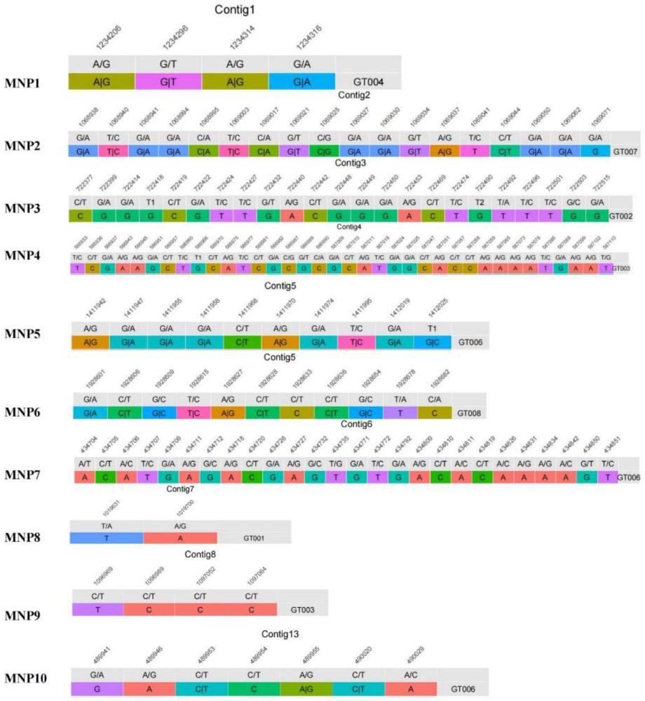 一种猴头菌沪猴8号菌株MNP标记的多重PCR扩增及其基因型鉴定方法