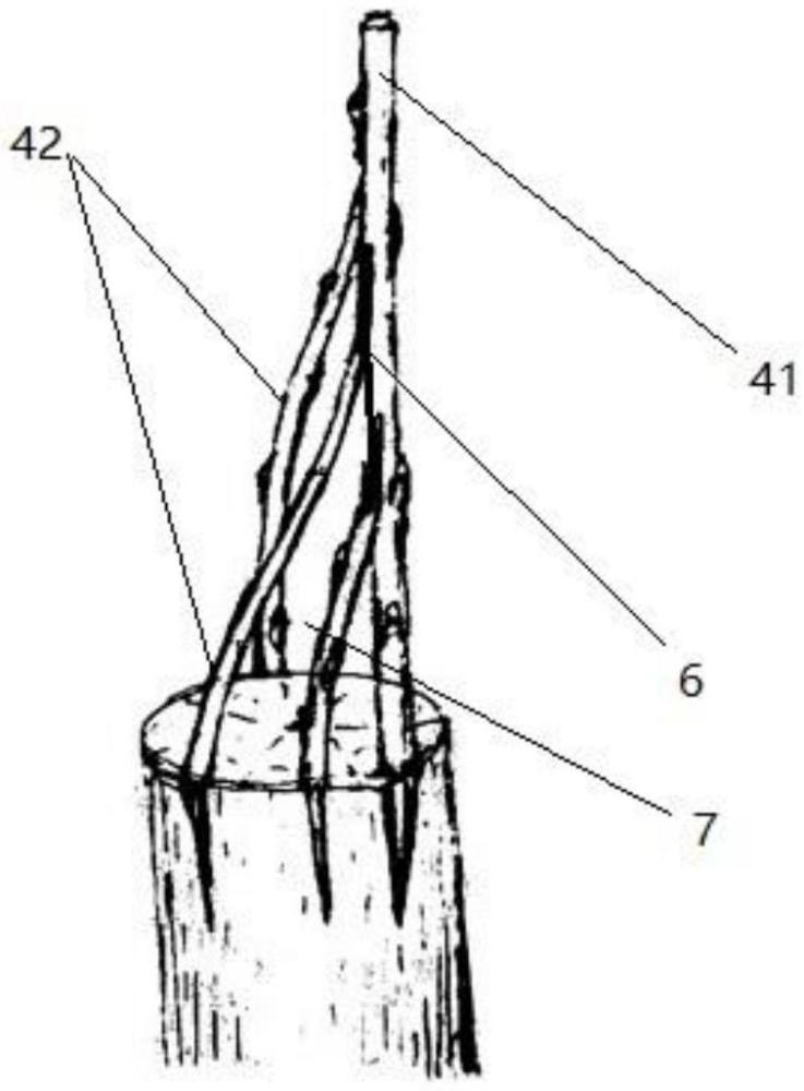 一种苹果树快速培养主干树形的嫁接方法与流程