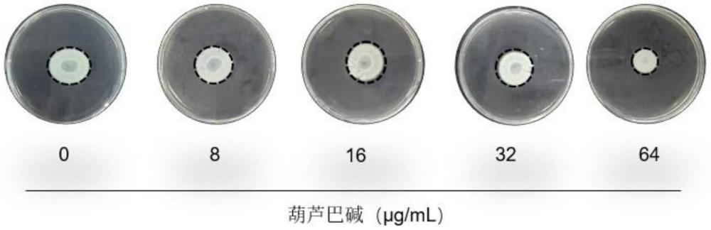 葫蘆巴堿在制備沙門氏菌菌毛抑制劑中的醫(yī)藥用途