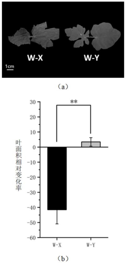 西瓜幼苗耐低溫葉面積性狀的KASP分子標(biāo)記及用途