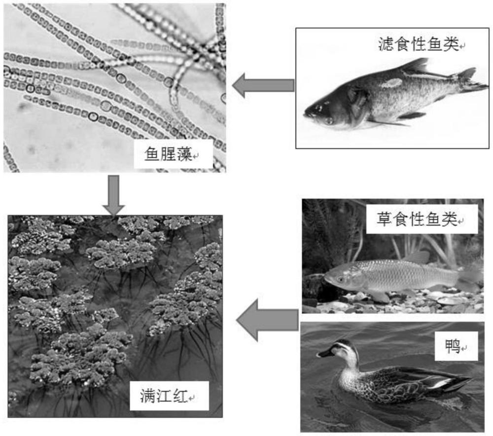 一种基于鱼、鸭综合控制水体满江红的方法