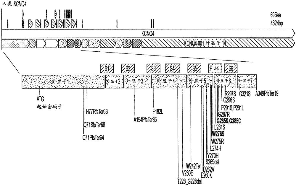 用于治療KCNQ4相關(guān)聽力損失的組合物和方法與流程