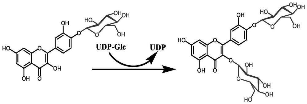 糖基转移酶及其在合成二-O-β-D-葡萄糖甙中的应用