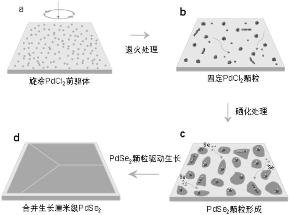 一种低温CVD生长厘米级二维硒化钯材料的方法及其应用