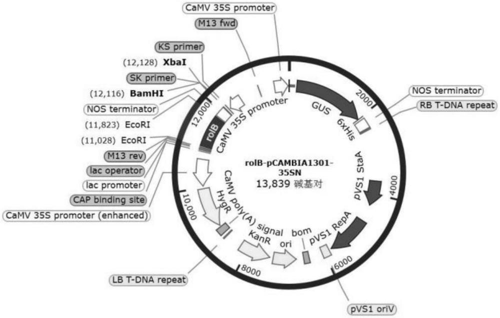 一種刺五加遺傳轉(zhuǎn)化體系的構(gòu)建方法