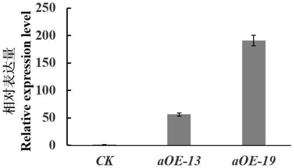 一種調(diào)控楊樹木質(zhì)部發(fā)育的基因及擴(kuò)增方法和應(yīng)用