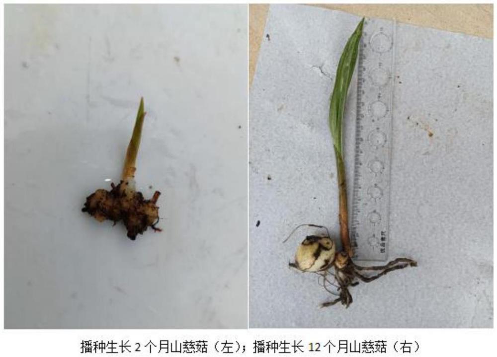 一種山慈菇栽培菌種及其制備工藝