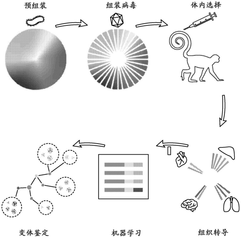 用于全身性施用的功能性AAV衣殼的制作方法