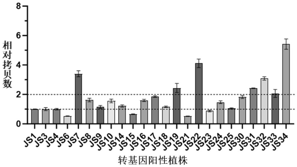 單拷貝的糜子基因及利用其檢測(cè)糜子中外源基因插入拷貝數(shù)的方法